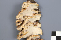 Postia balsamea image